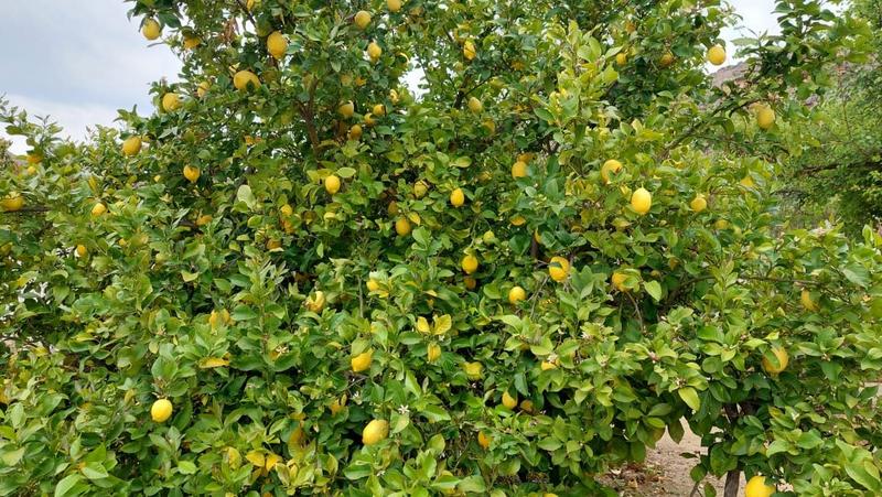 3 Bedroom Property for Sale in Citrusdal Western Cape